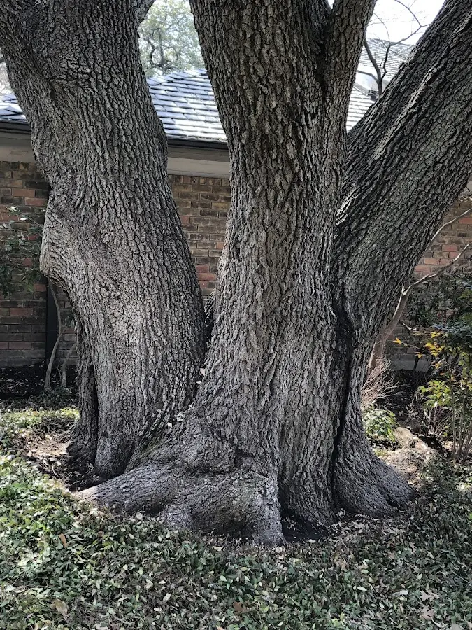 Mature heritage tree close to a Timblin property cared for by certified arborists