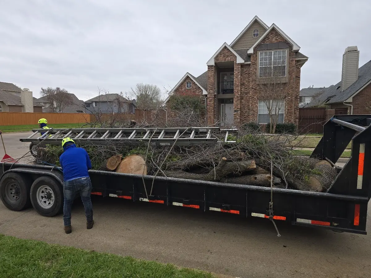 Expert Tree Removal with proper safety equipment in Timblin